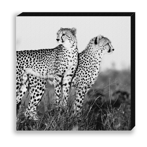 CANVAS 30*30 BW34 Cheetah