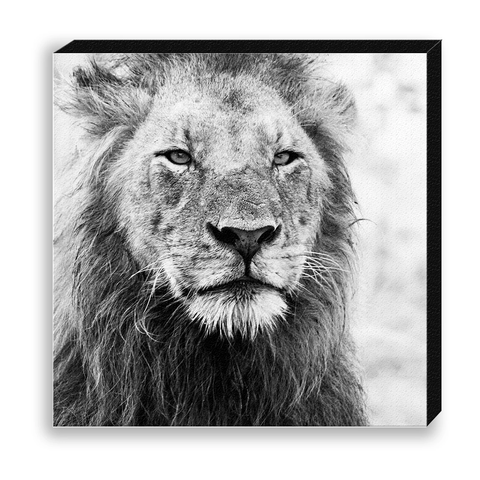 CANVAS 30*30 BW35 Lion