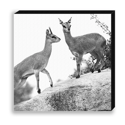 CANVAS 30*30 BW36 Klipspringer