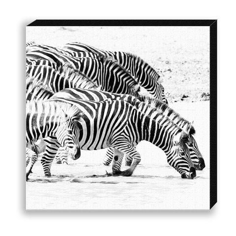 CANVAS 30*30 BW40 Zebra