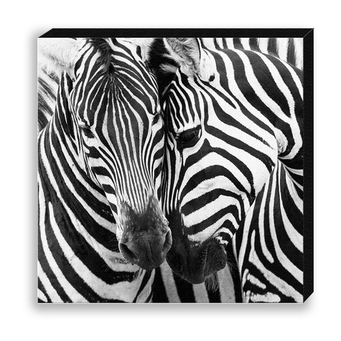 CANVAS 30*30 BW42 Zebra