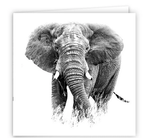 Large Greeting Card GC162 African Elephant