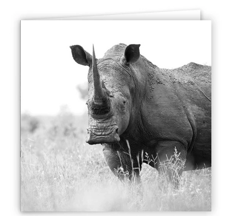 Large Greeting Card GC149 White Rhinoceros