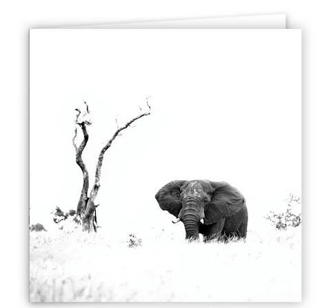 Large Greeting Card GC145 African Elephant