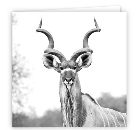 South African Greater Kudu Large Greeting Card 6"