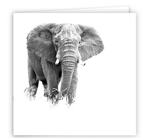 Large Greeting Card GC131 African Elephant