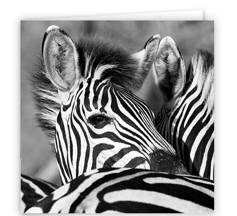 Large Greeting Card GC170 Zebra