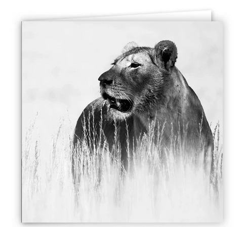 Large Greeting Card GC110 Lioness