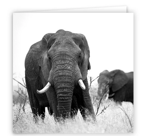 Large Greeting Card GC101 African Elephant
