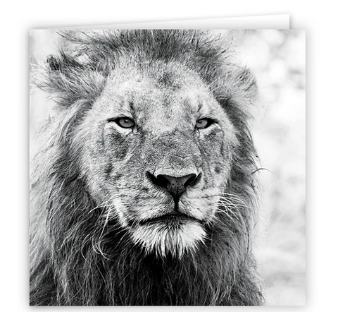 Large Greeting Card GC172 Lion
