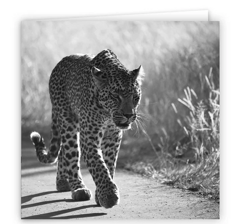 Large Greeting Card GC109 Leopard