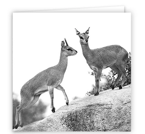 Large Greeting Card GC171 Klipspringer