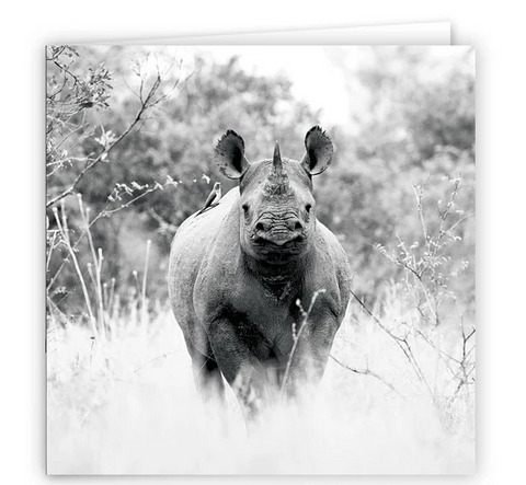 Large Greeting Card GC167 Black Rhinoceros
