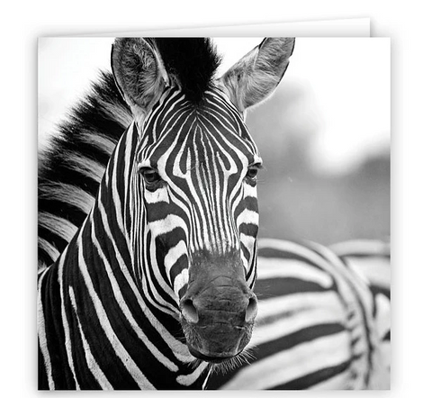 Large Greeting Card GC155 Zebra