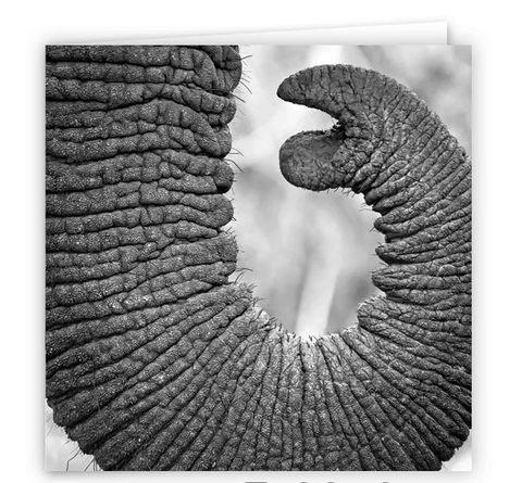 Large Greeting Card GC143 Elephant