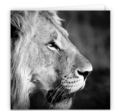 Large Greeting Card GC161 Lion