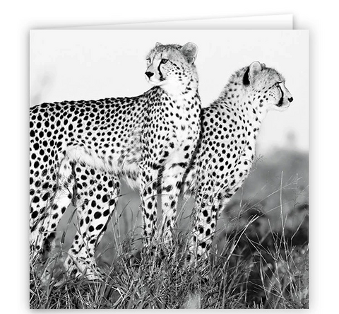 Large Greeting Card GC173 Cheetah