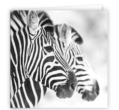 Large Greeting Card GC168 Zebra