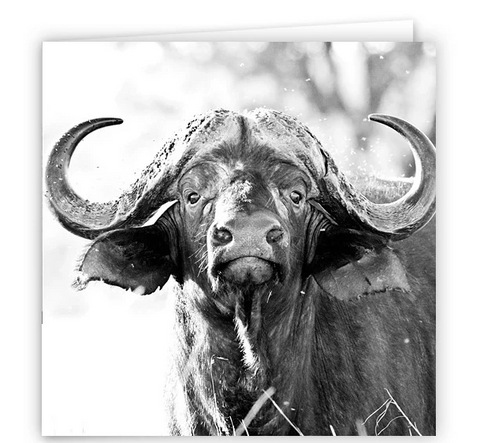 Large Greeting Card GC165 Buffalo