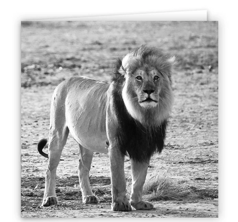 Large Greeting Card GC122 Lion